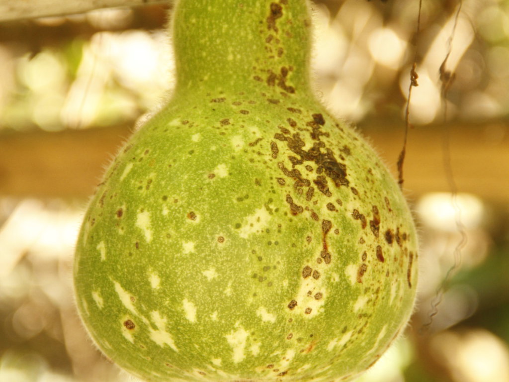 the gourd